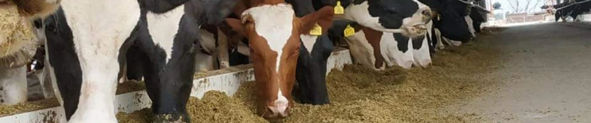 Hayat Dairy banner